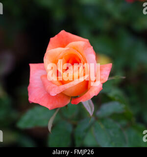 orange Rose blühen im Garten Stockfoto