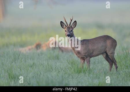 Reh (Capreolus Capreolus), starken Bock in Winterfell stehend auf feuchten Wiesen in den frühen Morgenstunden, aufmerksam beobachten Stockfoto