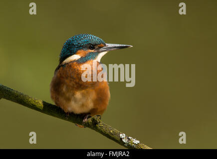 Eisvogel juvenile Stockfoto