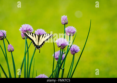 Östliche Tiger Schwalbenschwanz Schmetterling ernähren sich von frischem Schnittlauch lila Blume im Sommergarten. Stockfoto