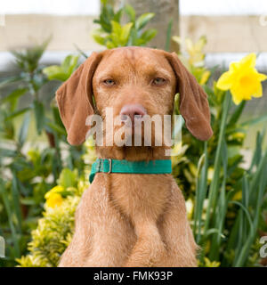 Magyar Vizsla Drahthaar Stockfoto