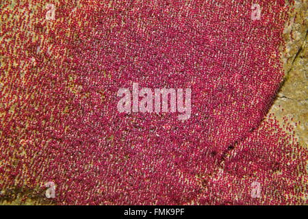 Fischeier von Sergeant-Major Riffbarsche, Abudefduf Inselbogens, auf dem Meeresboden, Karibik Stockfoto