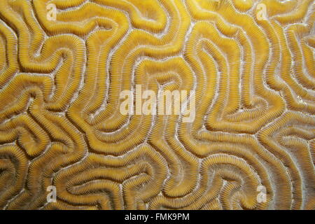 Unterwasser Meerestiere, Nahaufnahme von gerillten Hirnkoralle, Diploria Labyrinthiformis, Atlantik Stockfoto