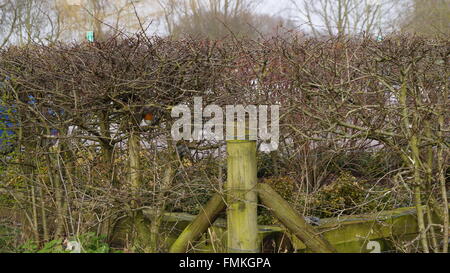 Rotkehlchen in eine Hecke versteckt Stockfoto