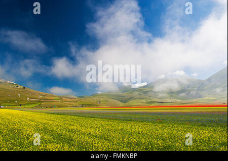 Castelluccio di Norcia, Umbrien, das grüne Herz Italiens. Die Blüte-Magie, die jedes Jahr zwischen Juni und Juli blüht. Stockfoto