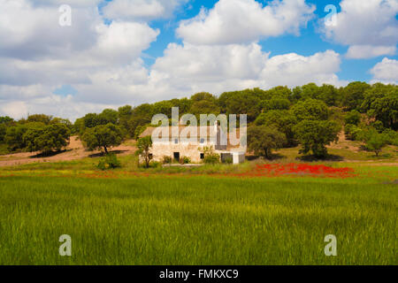 Verfallenes Haus, Andalusien Spanien im Feld mit Mohnblumen und Wildblumen im Vordergrund, Stockfoto