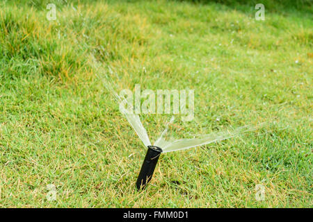 Closeup Wasser Springer Spinnen Wasser herum auf dem grünen Rasen Stockfoto