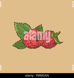 Himbeere im Vintage-Stil. Farbige Vektor-illustration Stock Vektor
