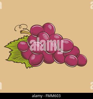 Trauben im Vintage-Stil. Farbige Vektor-illustration Stock Vektor