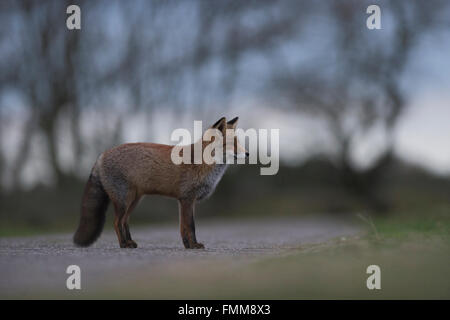 Rotfuchs / Rotfuchs (Vulpes Vulpes), Erwachsene im schönen Winterfell in der Abenddämmerung, steht auf einem gepflasterten Weg, angepasst an städtische Siedlung. Stockfoto