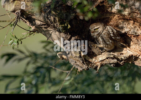 Kleine Eule / Minervas Eule (Athene Noctua), Erwachsene Raubvogel, Fütterung auf eine Maus in seinen Krallen, versteckt in einem faulen Baum. Stockfoto