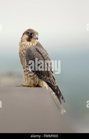 Duck Hawk / Wanderfalke (Falco Peregrinus), junge Greifvogel, gelegen am Rand eines Daches auf dem Dach eines Gebäudes, Tierwelt. Stockfoto