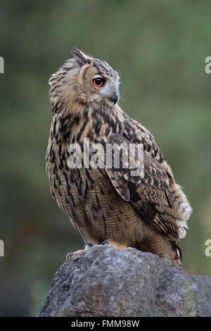 Nördlichen Uhu / Europaeischer Uhu (Bubo Bubo), junge Greifvogel, thront auf einem Felsen in einem alten Steinbruch, Nahaufnahme, Natur Stockfoto