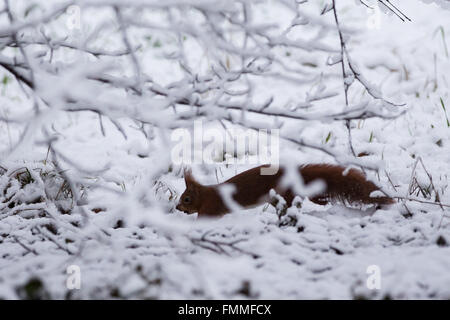 Düsseldorf, Deutschland. 7. März 2016. Ein Eichhörnchen läuft durch den Schnee in Düsseldorf, 7. März 2016. Foto: MAJA HITIJ/Dpa/Alamy Live News Stockfoto