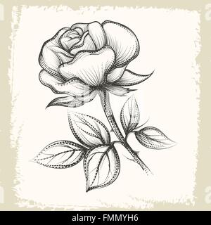 Handgezeichnete Rose Flower Grunge Papier Hintergrund. Abbildung im Stil Vintage Sketch. Stock Vektor