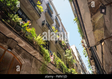 Wohnhäuser im gotischen Viertel, Ciutat Vella, Barcelona, Spanien Stockfoto