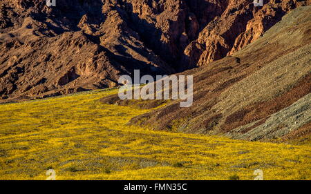 Death Valley Nationalpark, Kalifornien, USA. 9. März 2016. Death Valley National Park, der heißeste Ort auf der Erde, ist ein "super blühen" von Wildblumen in diesem Jahr erlebt. El Ni'' "o Effekte vom Pazifischen Ozean haben Dürre betroffenen California benötigte Feuchtigkeit gebracht. Mehr als drei Zoll Regen fiel auf Teile des Death Valley während eines Sturms im Oktober 2015, was zu Überschwemmungen und eine Störung Boden und lange ruhenden Samen. © Bruce Chambers/ZUMA Draht/Alamy Live-Nachrichten Stockfoto