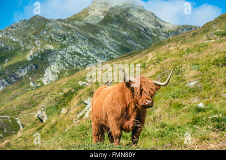 Scottish Highland Cow auf einer Wiese, Grisons, Schweiz Stockfoto