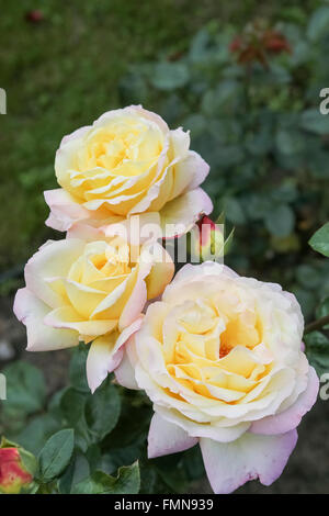 Frühlingsblumen im Park Stockfoto