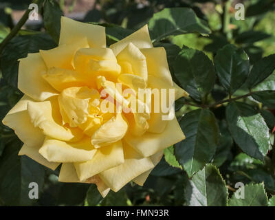 Frühlingsblumen im Park Stockfoto