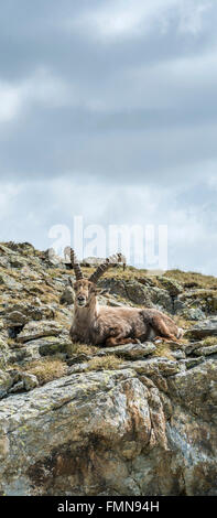 Alleinmännlicher Alpenbock, Schweizer Alpen, Schweiz Stockfoto