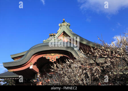 Japan; Kyoto; Kitano Tenmangu Schrein, Pflaumenblüten, Stockfoto