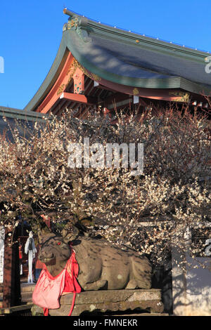 Japan; Kyoto; Kitano Tenmangu Schrein, Pflaumenblüten, Stockfoto