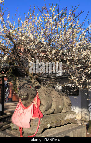 Japan; Kyoto; Kitano Tenmangu Schrein, Pflaumenblüten, Stockfoto