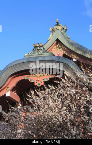 Japan; Kyoto; Kitano Tenmangu Schrein, Pflaumenblüten, Stockfoto