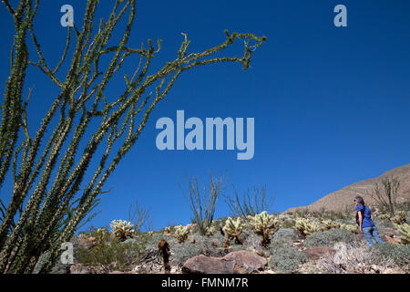 Frau zu Fuß in Wüstenumgebung, Anza-Borrrego Desert State Park, Kalifornien, USA Stockfoto