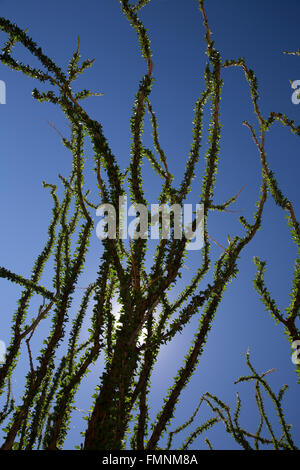Ocotillo Kaktus, Anza-Borrrego Desert State Park, Kalifornien, USA Stockfoto