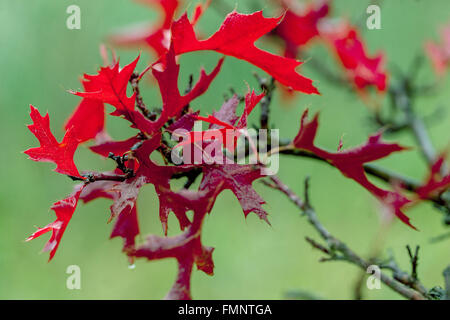Quercus palustris 'Swamp Pygmy' rote Herbstblätter Färbung Pflanzenblätter Pin Eiche Stockfoto