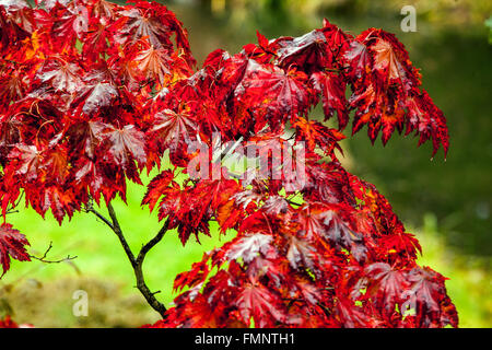 Acer japonicum Tree 'vitifolium' Japanische rote Ahornblätter im Regen, Ahornbaum Herbst Stockfoto