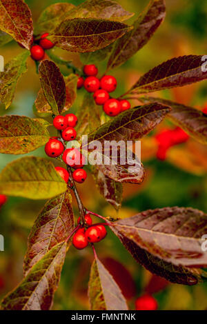 Rote Beeren im Herbst Winterberry - Ilex Verticillata Stockfoto