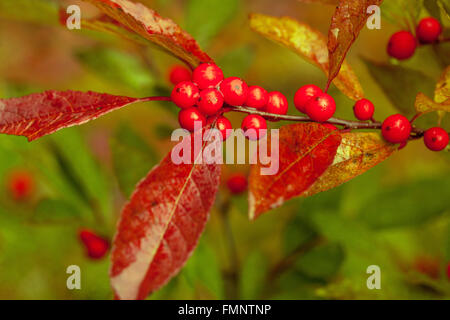 Rote Beeren im Herbst Winterberry - Ilex Verticillata Stockfoto