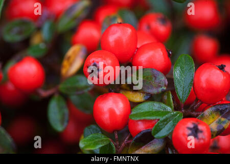 Cotoneaster horizontalis rote Beeren, Früchte auf Zweig, Strauch im Herbst Cotoneaster Beeren Stockfoto