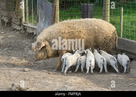 Mangalica-Schwein (Sus Scrofa Domestica) oder Mangalitza oder Mangalitza Spanferkel Ferkel, ungarische Rasse des Schweins, Burgenland, Österreich Stockfoto