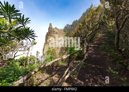 Wanderweg durch eine Lorbeerwald im Anaga-Gebirge mit Küstennebel, Chamorga, Teneriffa, Kanarische Inseln, Spanien Stockfoto