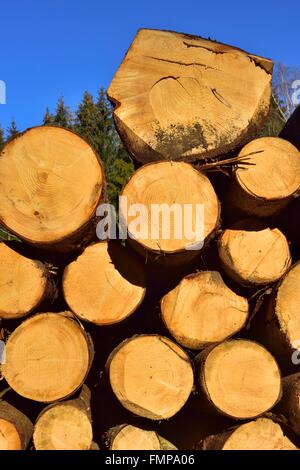 Gestapelte Protokolle, Fichte (Picea Abies), Kiefer (Piunus Sylvestris) und Weymouth-Kiefern (Pinuns Strobus), Bayern, Deutschland Stockfoto