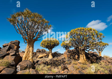 Köcher Bäume (Aloe Dichotomie) in Blüte, Köcherbaumwald, Keetmanshoop, Karas Region, Namibia Stockfoto