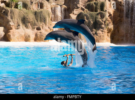 Zwei Tümmler (Tursiops Truncatus) springen aus dem Wasser auf einem Delphin zeigen, Loro Parque, Puerto De La Cruz Stockfoto
