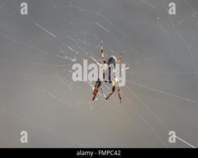 Spinne wartet auf Beute auf einem Web- Stockfoto