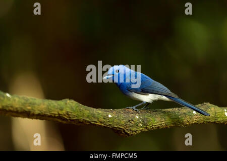 Schwarz-Himalaja-Monarch (Hypothymis Azurea), Kaeng Krachan National Park, Phetchaburi, Thailand Stockfoto