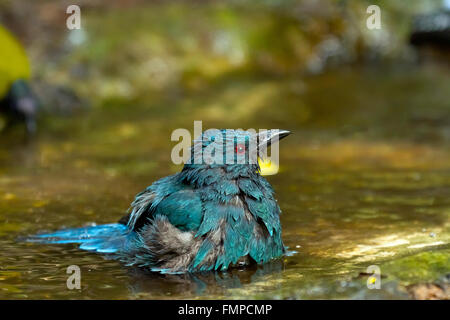 Weibliche asiatische Märchen-Bluebird (Irena Puella) Baden, Kaeng Krachan National Park, Phetchaburi, Thailand Stockfoto