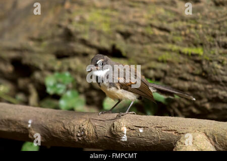 Malaysische Trauerschnäpper Pfauentaube (Rhipidura Javanica), Kaeng Krachan National Park, Phetchaburi, Thailand Stockfoto