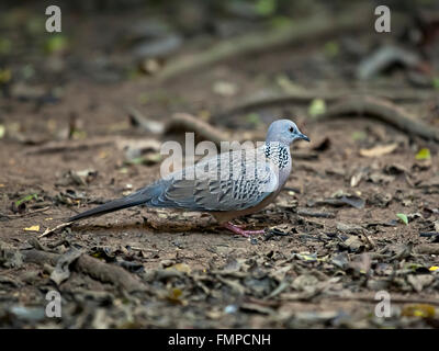 Entdeckt von Taube (Streptopelia Chinensis), Kaeng Krachan National Park, Phetchaburi, Thailand Stockfoto