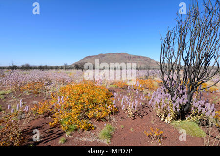 Desert Bloom in der Pilbara, Western Australia, WA, Australien Stockfoto