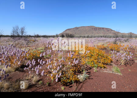 Desert Bloom in der Pilbara, Western Australia, WA, Australien Stockfoto