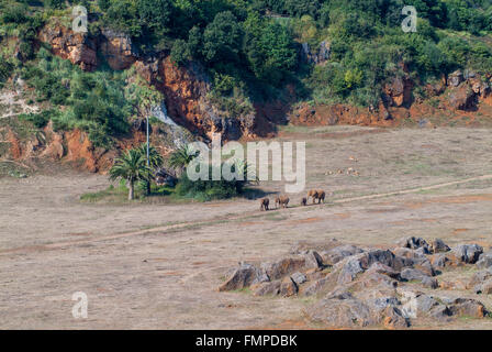 Savannah mit Elefanten, Naturpark Cabárceno, gebaut in einem alten Bügeleisen mir in Santander, über 100 Tierarten in Stockfoto