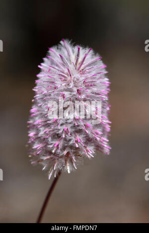 Pink Mulla Mulla (Ptilotus Exaltatus), Pilbara, Western Australia Stockfoto